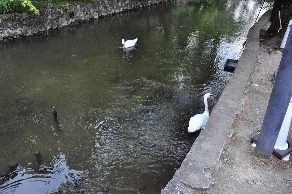 倉敷川の水辺を泳ぐ白鳥